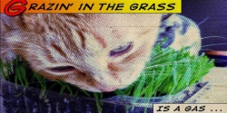 Grazin' in the grass is a gas ... baby can you dig it! 1