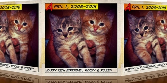 Rock & Ro!! Birthday: Rocky And Rose @ 12 2